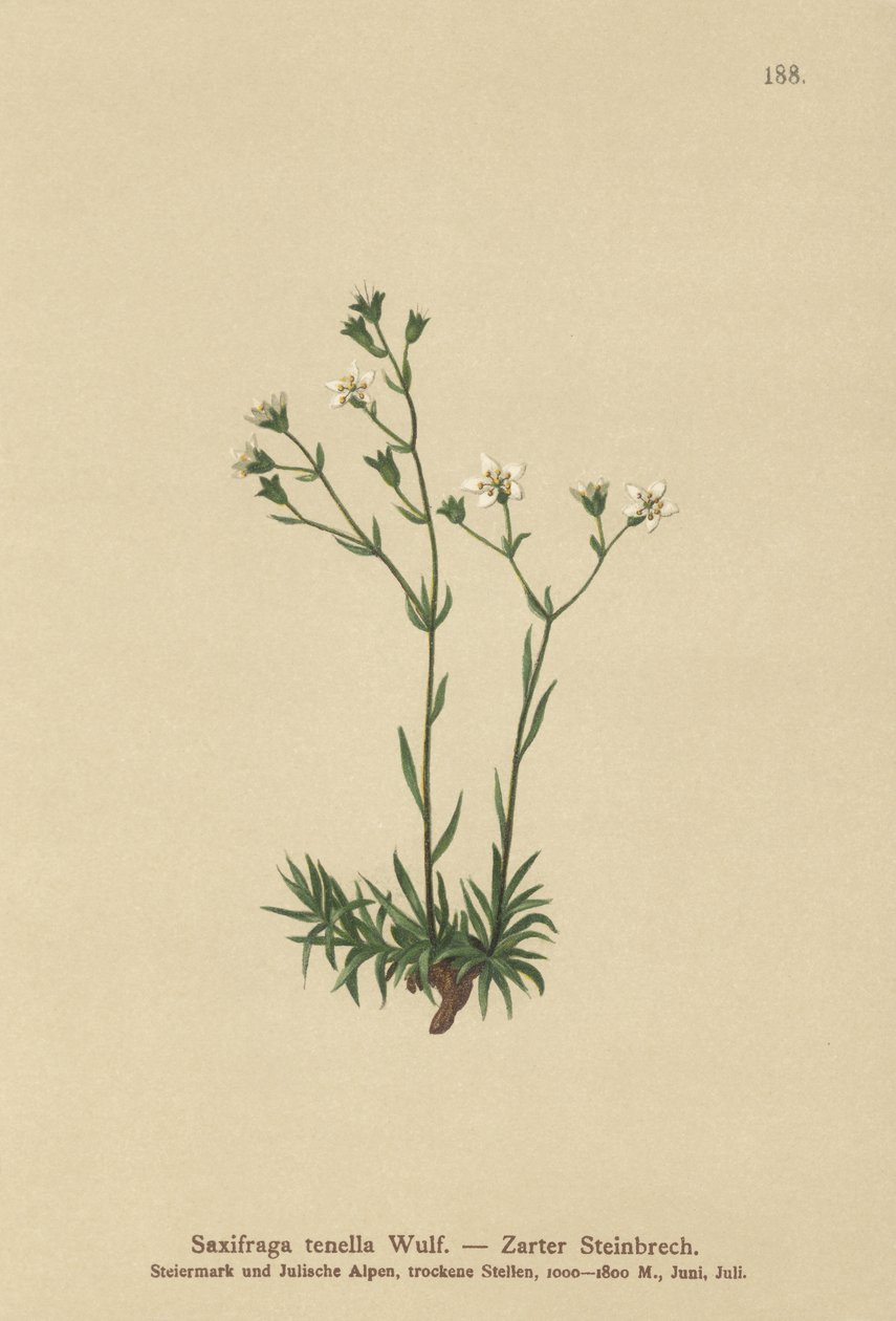 Smukły Skalnica (Saxifraga tenella) autorstwa German School