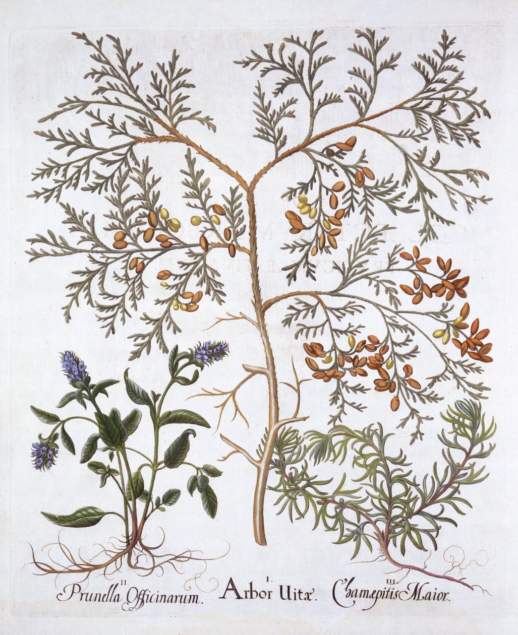 Biały cedr, samoleczenie i żółta trąbka, z Hortus Eystettensis, Basil Besler (1561-1629), wyd. 1613 (grawerowanie ręcznie kolorowane) autorstwa German School