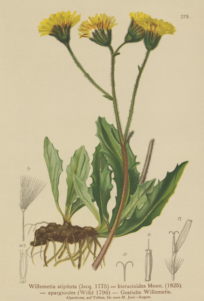 Willemetia (Willemetia stipitata, Willemetia hieracioides, Willemetia apargioides) autorstwa German School