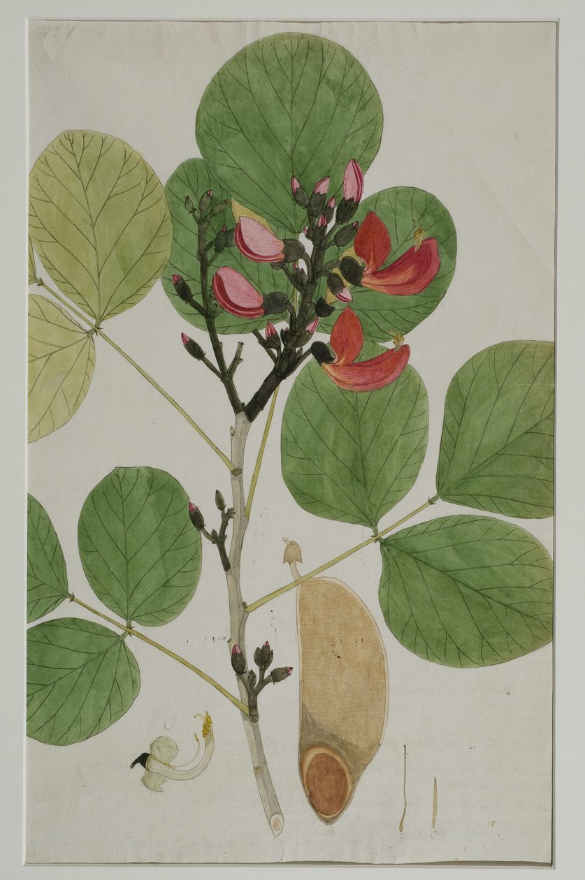 Butea monosperma (Lam.), zwana także Płomień Lasu, 1787 (wc na papierze) autorstwa Indian School