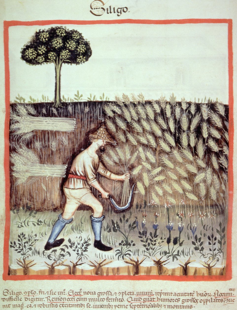 Fol.46v Zbieranie zboża zimowego, ilustracja z Tacuinum Santiatis Codex Vindobonensis autorstwa Italian School