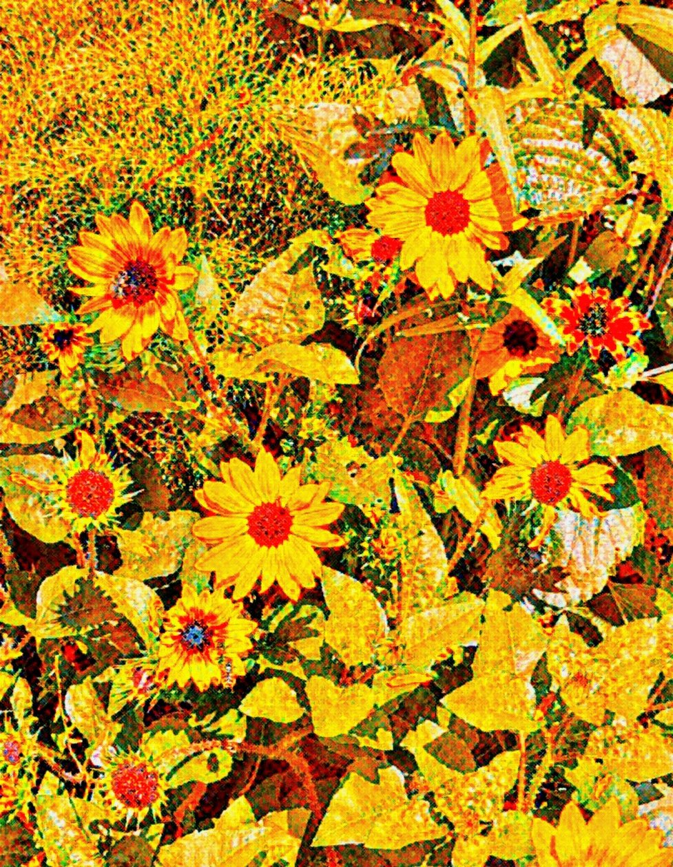 Słoneczniki dla Van Gogha. autorstwa Margareta Uliarte