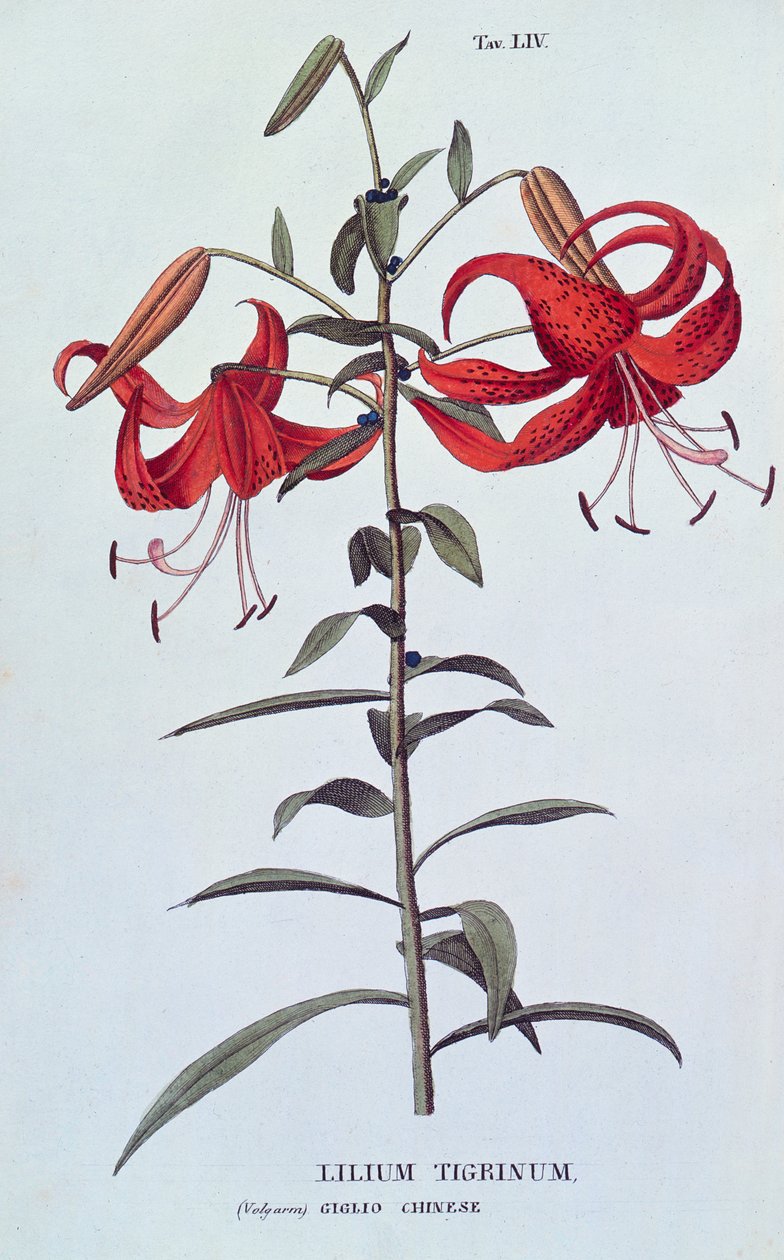 Lilium tigrinum (Lilia tygrysia) z L