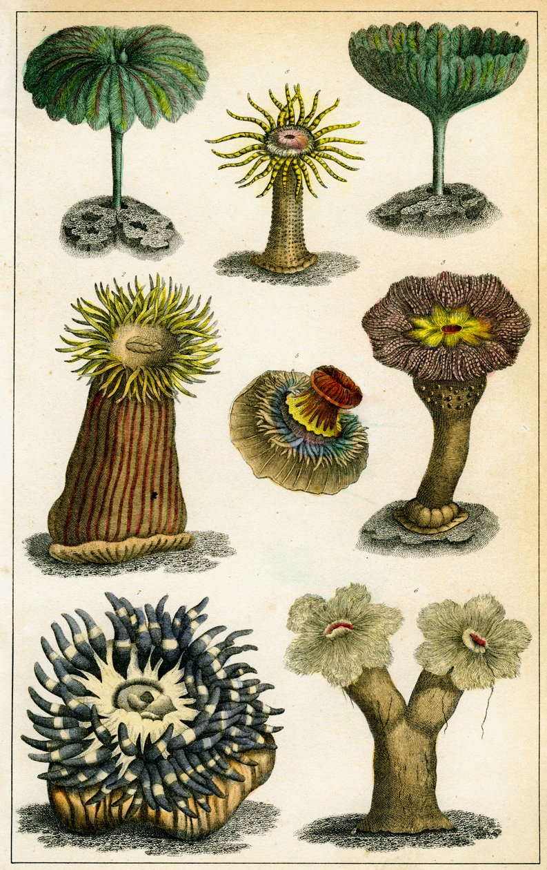 Ukwiały, XIX w. autorstwa A Fullarton and Co