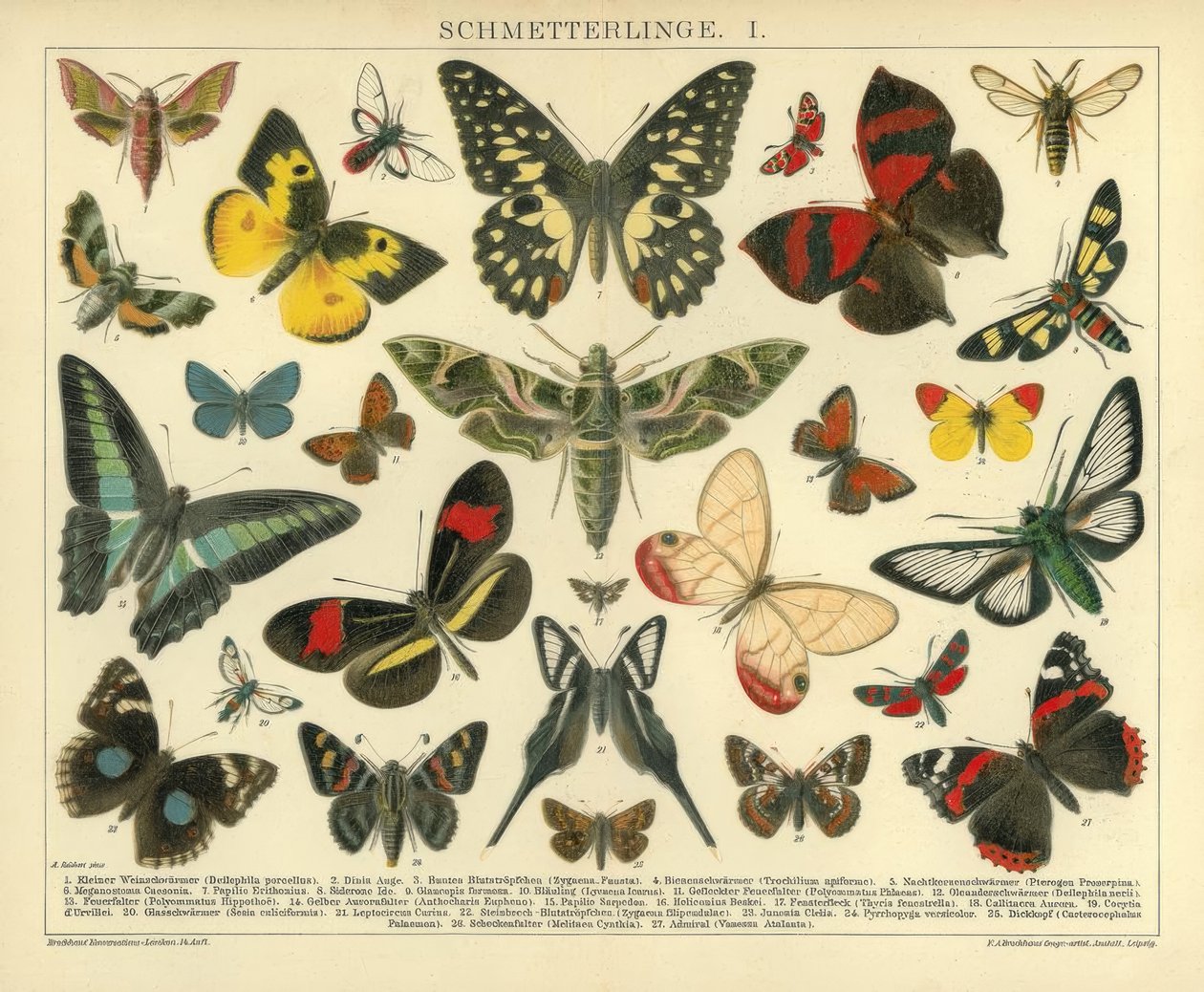 Motyle. I. autorstwa A. Reichert