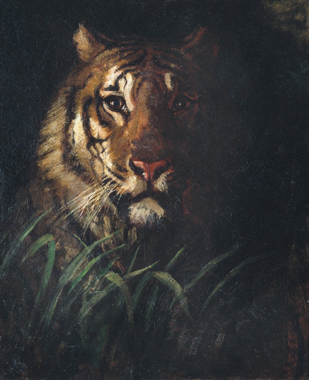 Głowa Tygrysa, ca. 1874. autorstwa Abbott Handerson Thayer