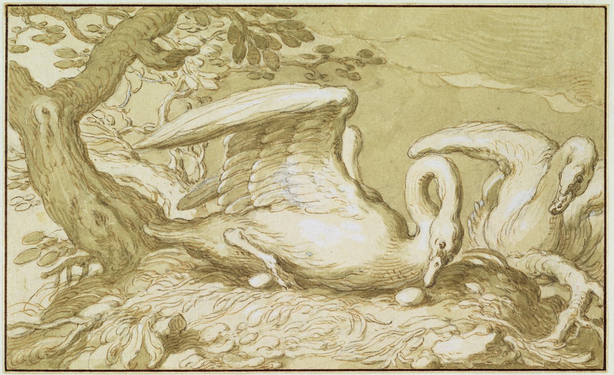 Łabędź w swoim gnieździe (pióro i tusz do prania na papierze) autorstwa Abraham Bloemaert