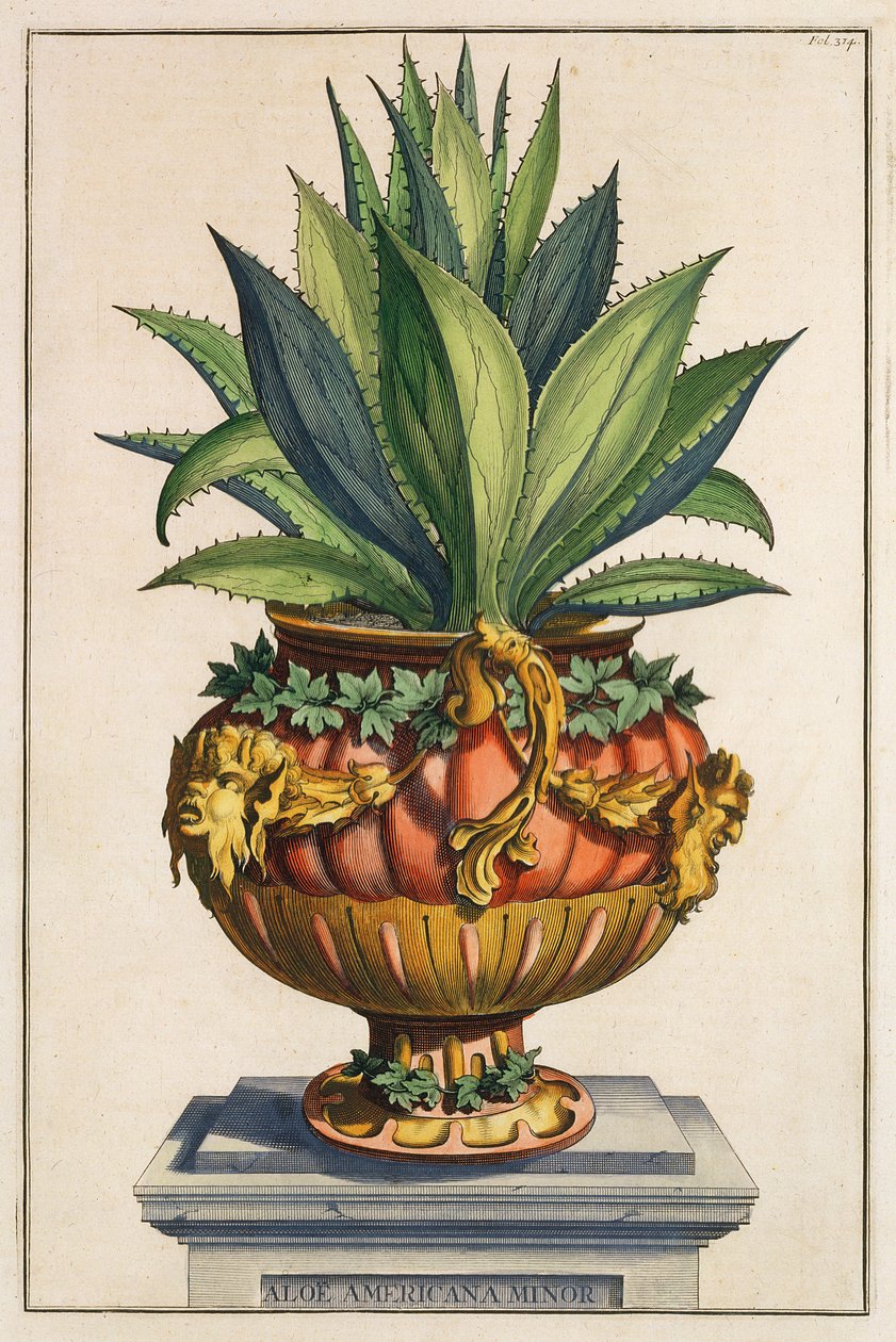 Aloe Americana Minor, z „Phytographia Curiosa”, wydana w 1702 r. autorstwa Abraham Munting