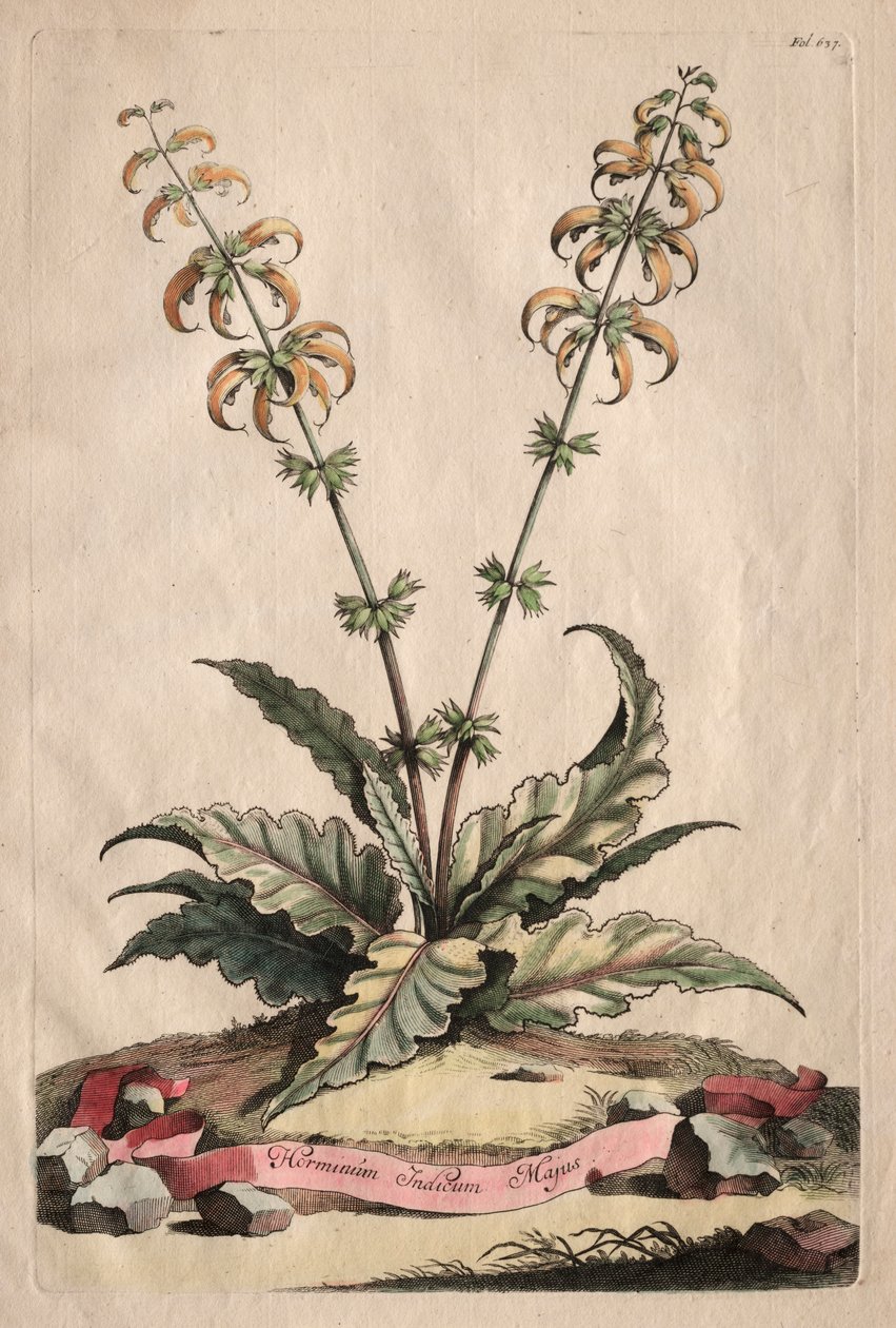 Phytographia Curiosa: Horminum Indicum Majus. autorstwa Abraham Munting