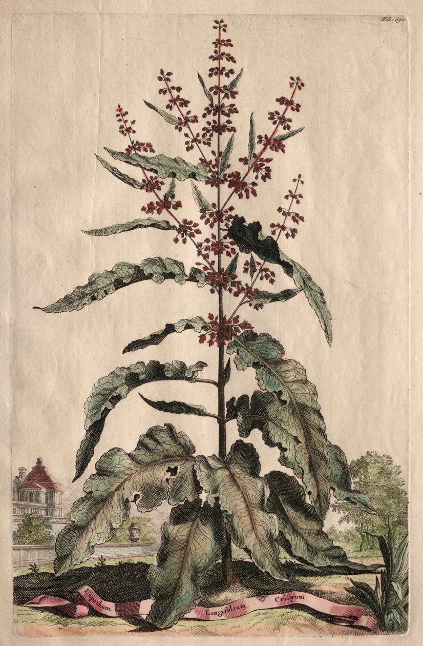 Phytographia Curiosa: Lapathum Longifolium Crispum. autorstwa Abraham Munting