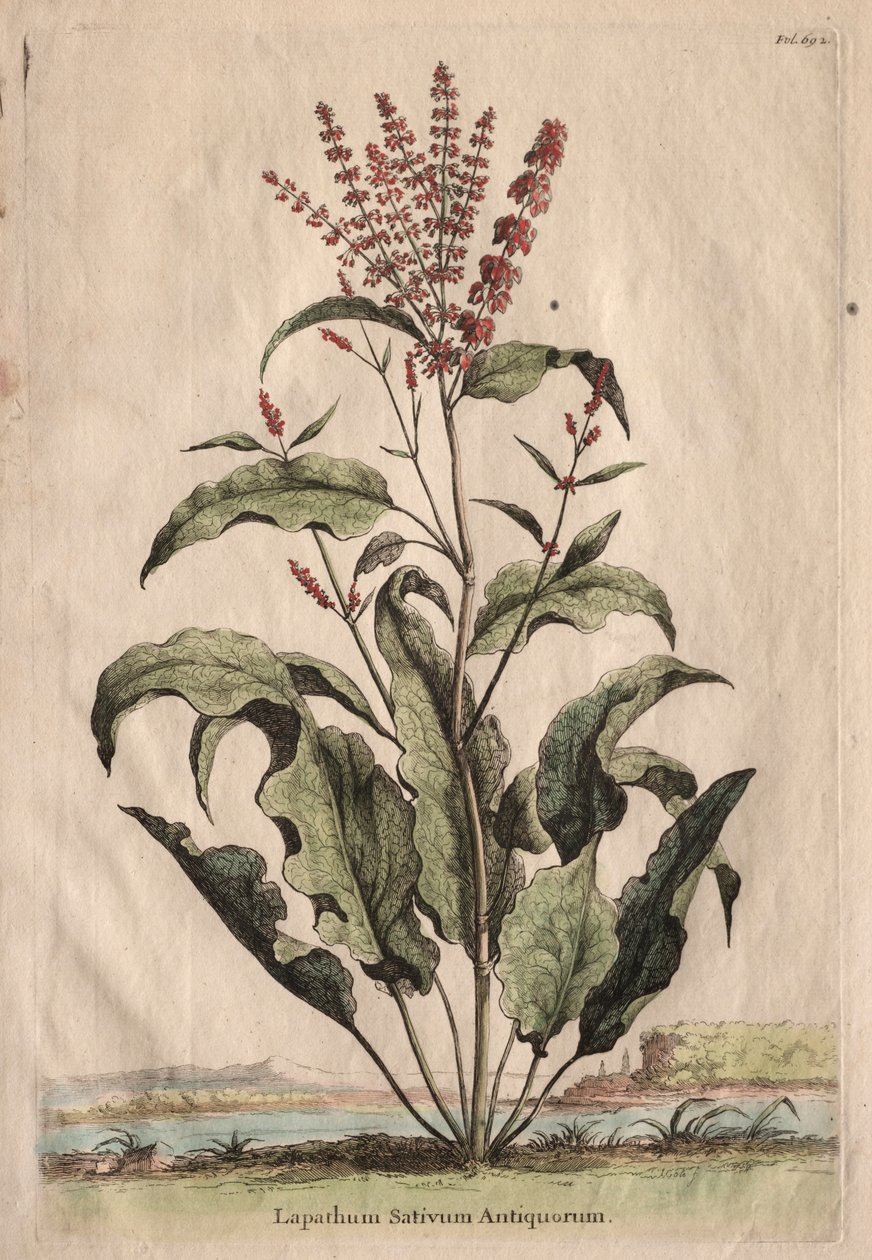 Ciekawa fitografia: Lapathum Identificationum Antiquorum. autorstwa Abraham Munting