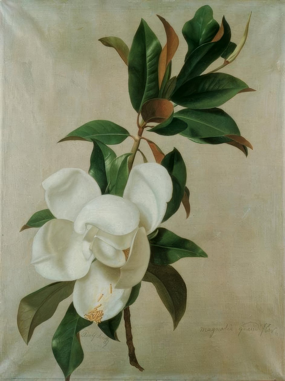 Magnolie autorstwa Adolf Senff
