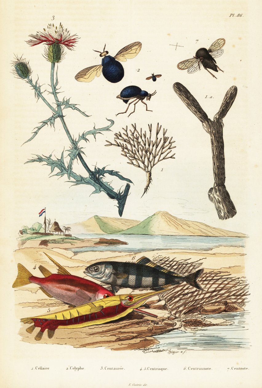 Chaber, ryby i muchy chrząszczowe.,1834-1839 (grawerowanie) autorstwa Adolph (after) Fries