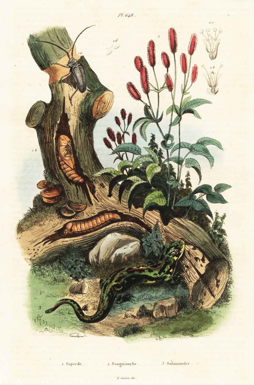 Salamandra, chrząszcz i czarniak wielki. autorstwa Adolph (after) Fries