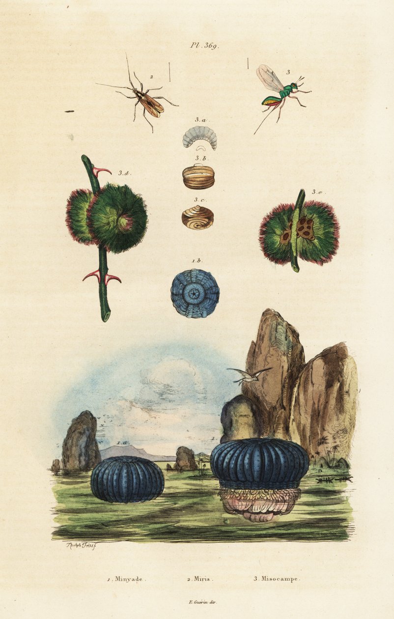 Ukwiał morski i owady.,1834-1839 (rycina) autorstwa Adolph (after) Fries