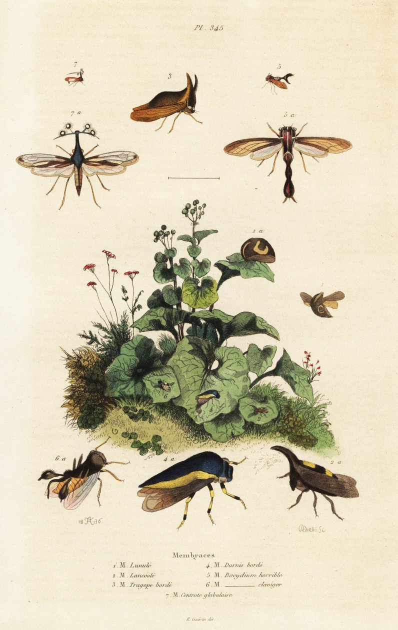 Treehoppers.,1834-1839 (grawerowanie) autorstwa Adolph (after) Fries