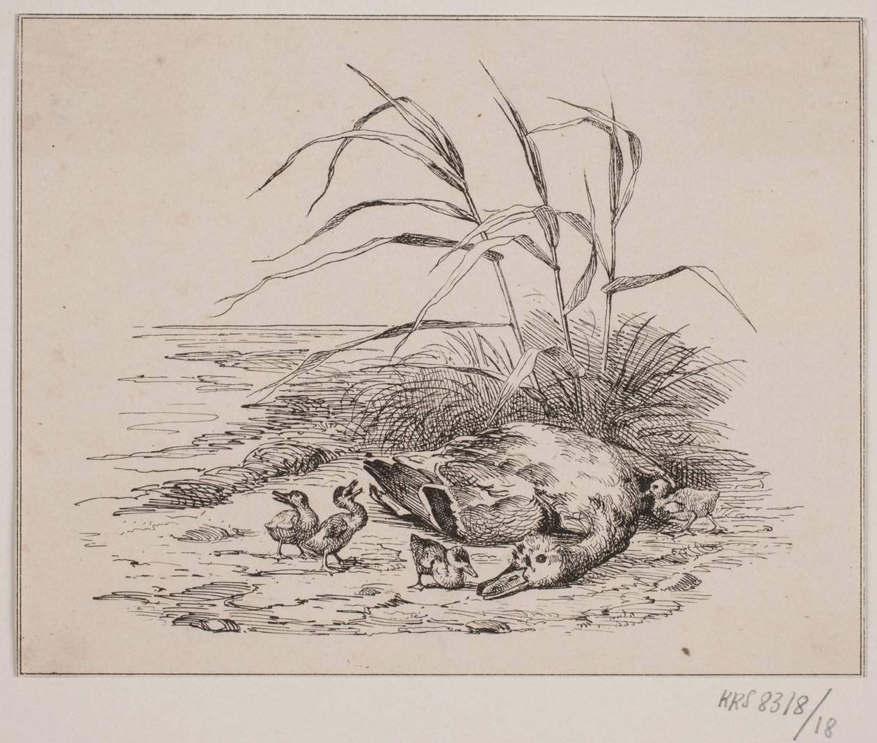 Zabita kaczka autorstwa Johan Adolph Kittendorff