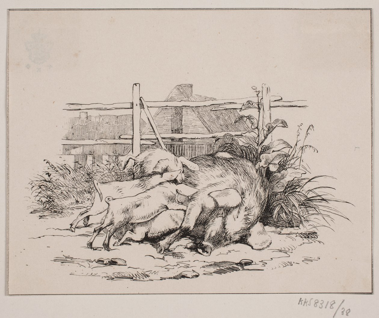 Świnie autorstwa Johan Adolph Kittendorff