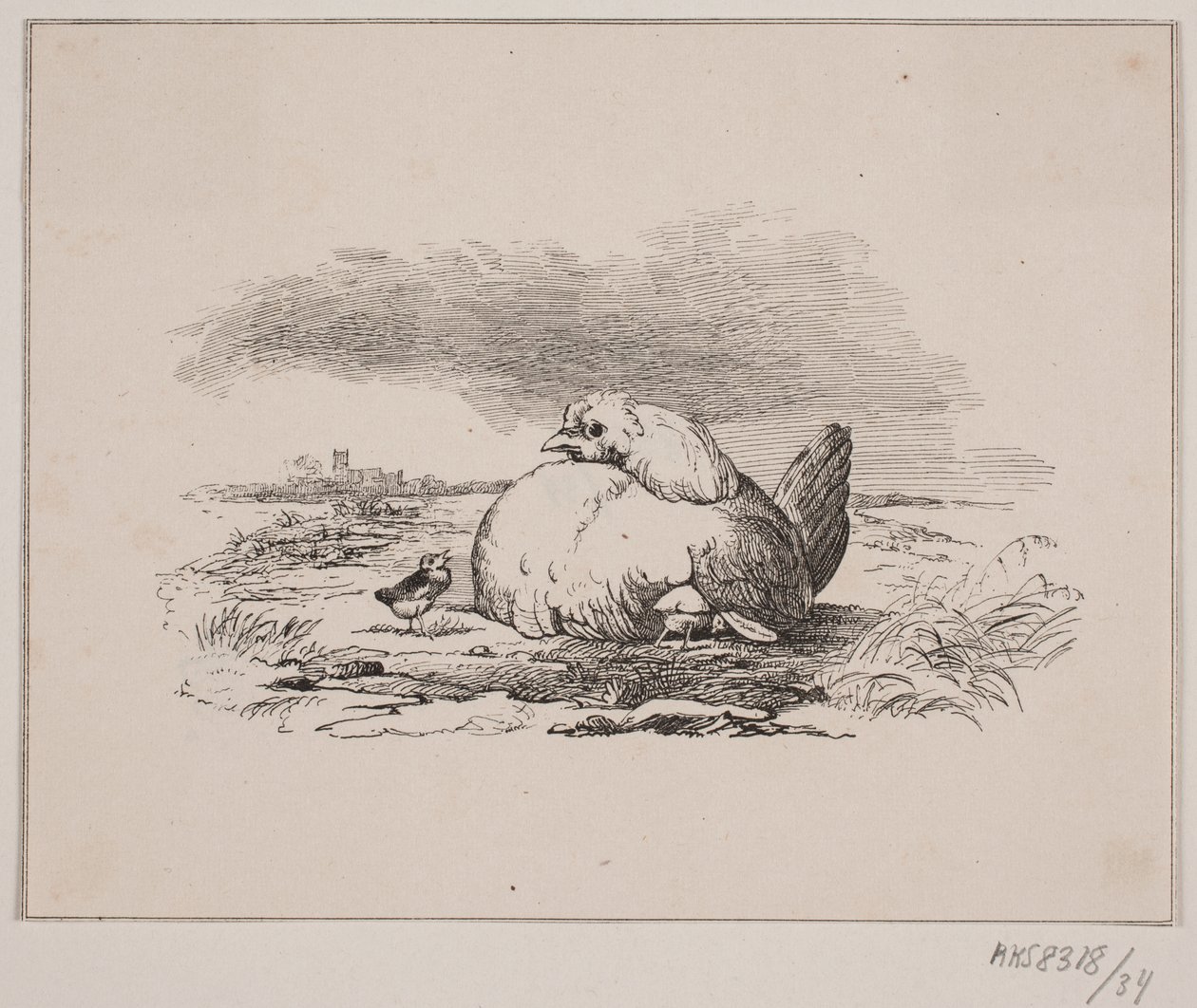 Kurczaki autorstwa Johan Adolph Kittendorff