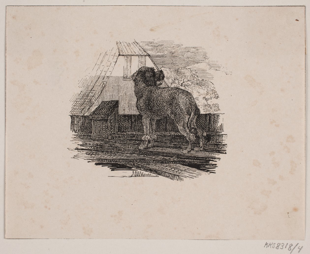 Pies pudel autorstwa Johan Adolph Kittendorff