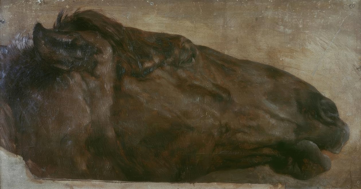Badanie koni. Głowa w widoku z boku w prawo autorstwa Adolph Menzel