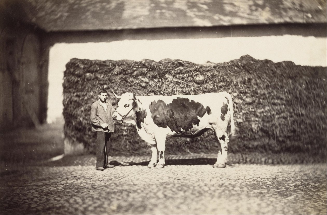 [Nagroda Bull] autorstwa Adolphe Braun
