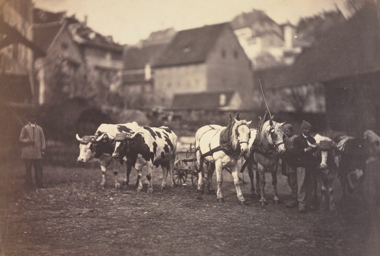 Bez tytułu (zwierzęta gospodarskie) autorstwa Adolphe Braun