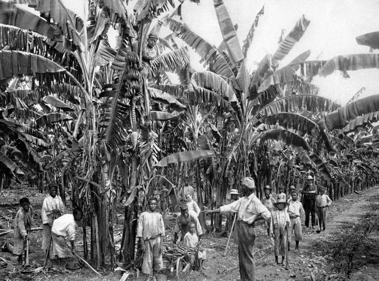 Plantacja bananów, Jamajka, ok. 1905. autorstwa Adolphe Duperly and Son