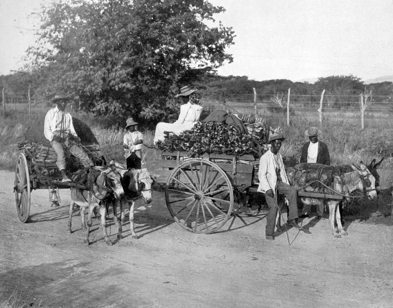 Wózki do drewna, Jamajka, ok. 1905. autorstwa Adolphe Duperly and Son