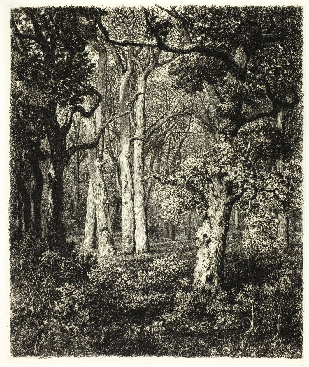 Stare Dęby w Bas Bréau autorstwa Adolphe Martial Potemont