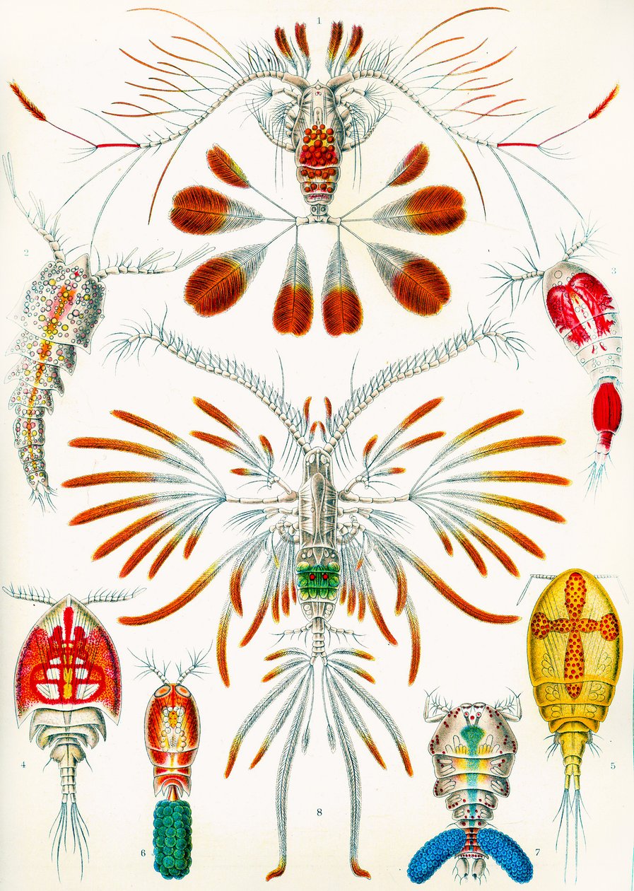 Ilustracja widłonogów, ok. 1909 r. autorstwa Adolphe Philippe Millot