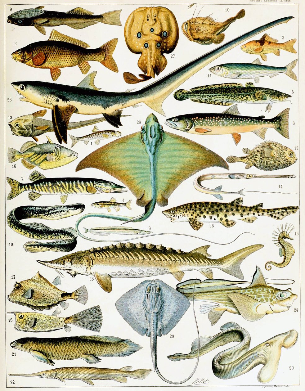 Ilustracja ryby c.1923 (lito) autorstwa Adolphe Philippe Millot
