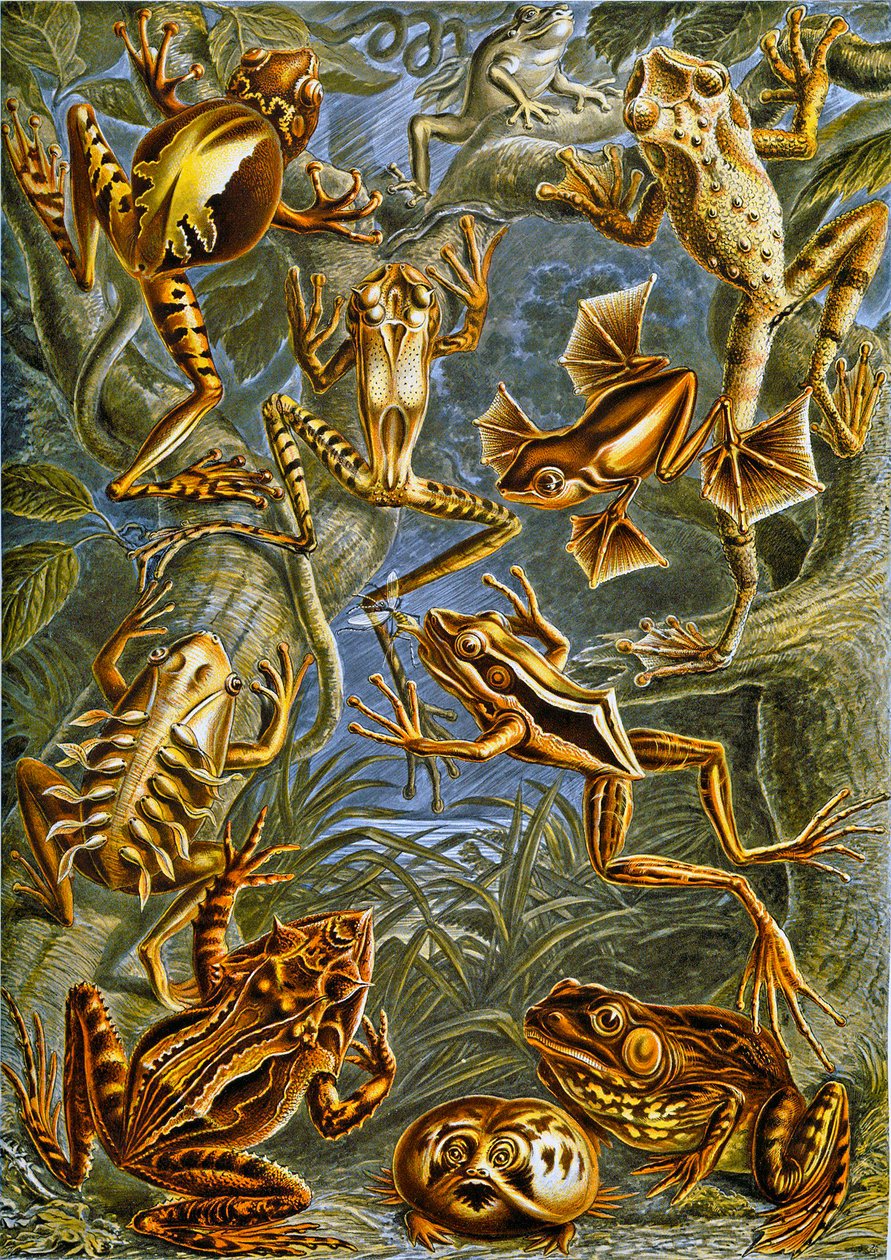 Ilustracja żab i ropuch ok. 1909 r. autorstwa Adolphe Philippe Millot