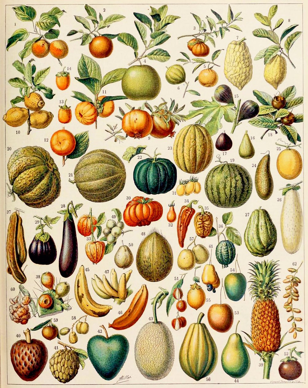 Ilustracja owoców ok. 1923 r. autorstwa Adolphe Philippe Millot
