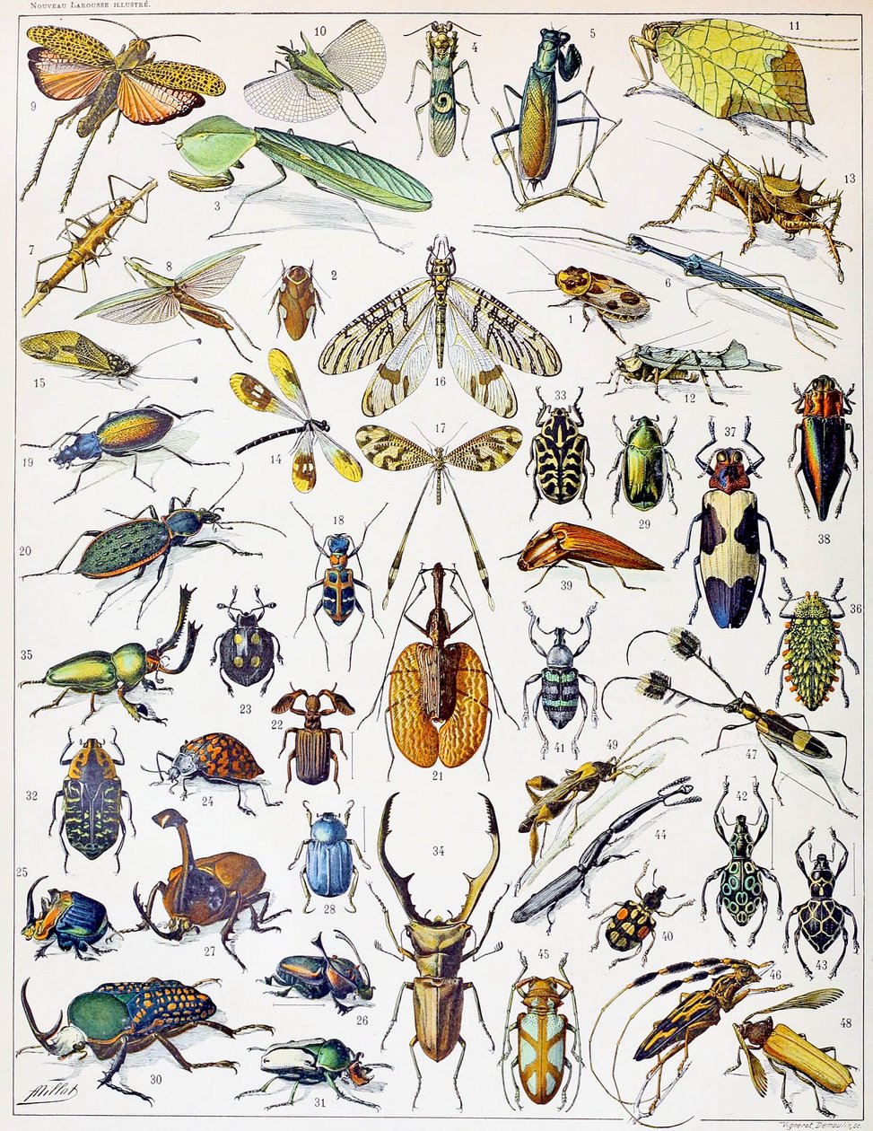 Ilustracja owadów ok. 1923 r. autorstwa Adolphe Philippe Millot