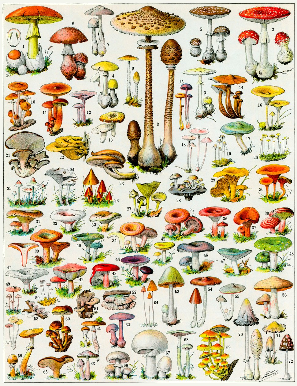 Ilustracja grzybów ok. 1923 r. autorstwa Adolphe Philippe Millot