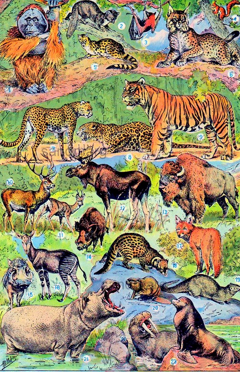Ilustracja dzikich zwierząt ok. 1923 r. autorstwa Adolphe Philippe Millot