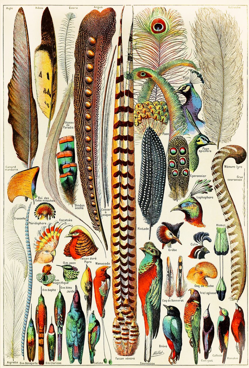 Ilustracja piór i ptaków ok. 1923 r. autorstwa Adolphe Philippe Millot