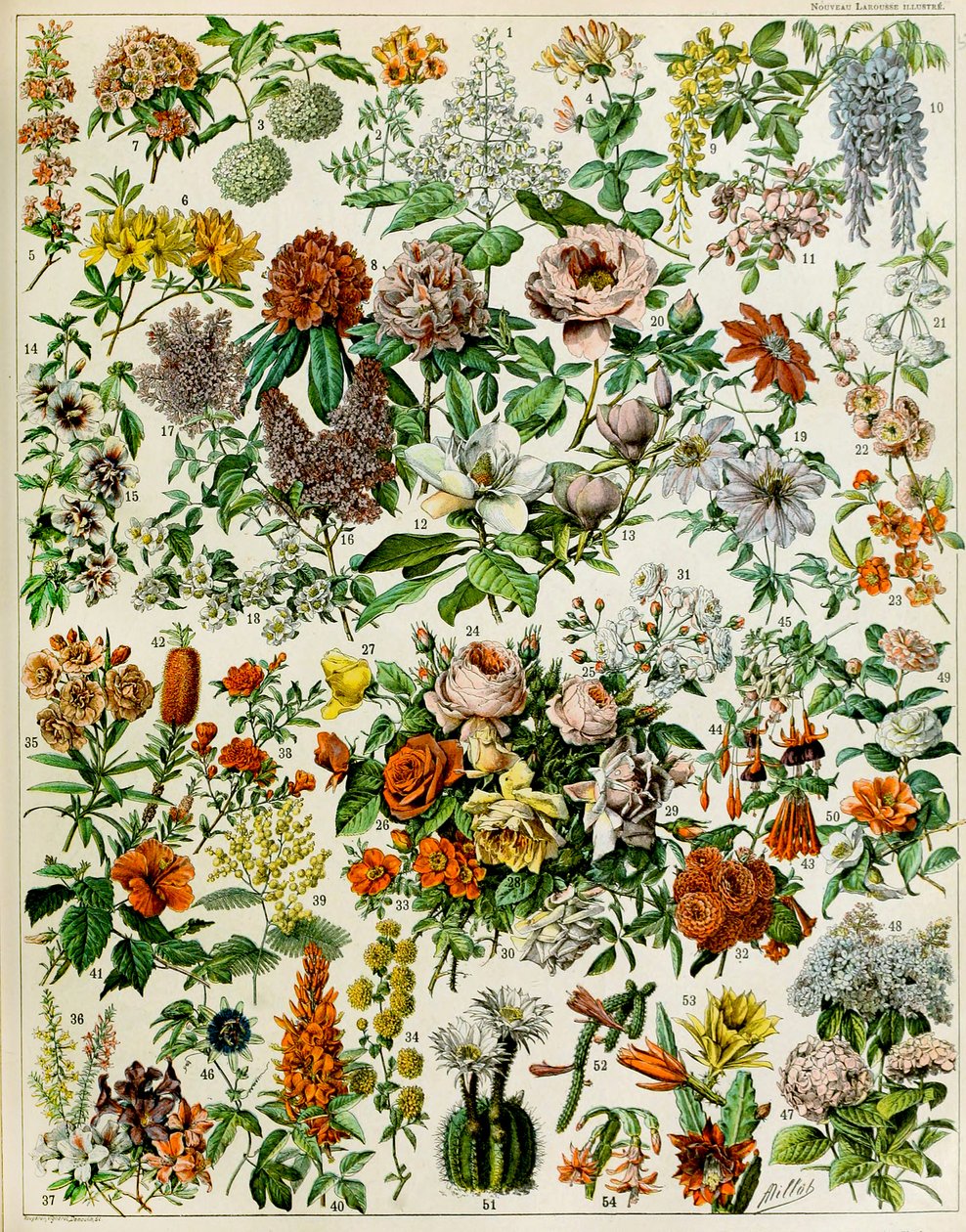 Ilustracja roślin kwitnących ok. 1923 r. autorstwa Adolphe Philippe Millot