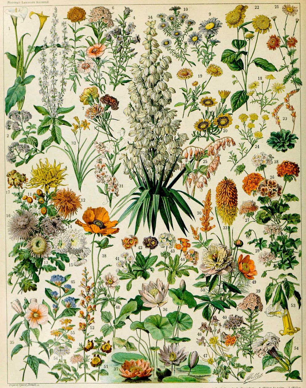 Ilustracja roślin kwitnących ok. 1923 r. autorstwa Adolphe Philippe Millot