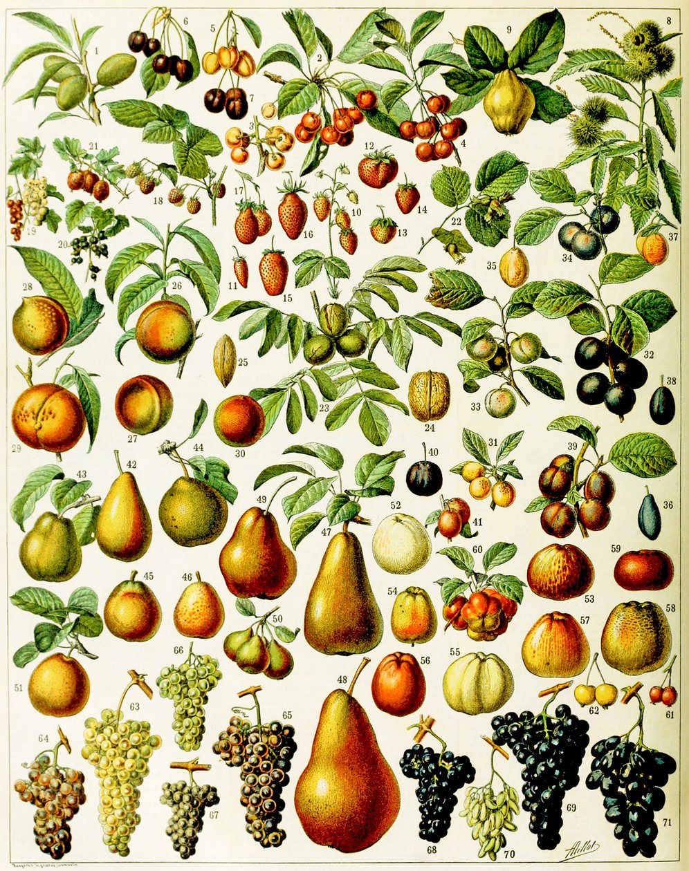 Ilustracja owoców ok. 1923 r. autorstwa Adolphe Philippe Millot