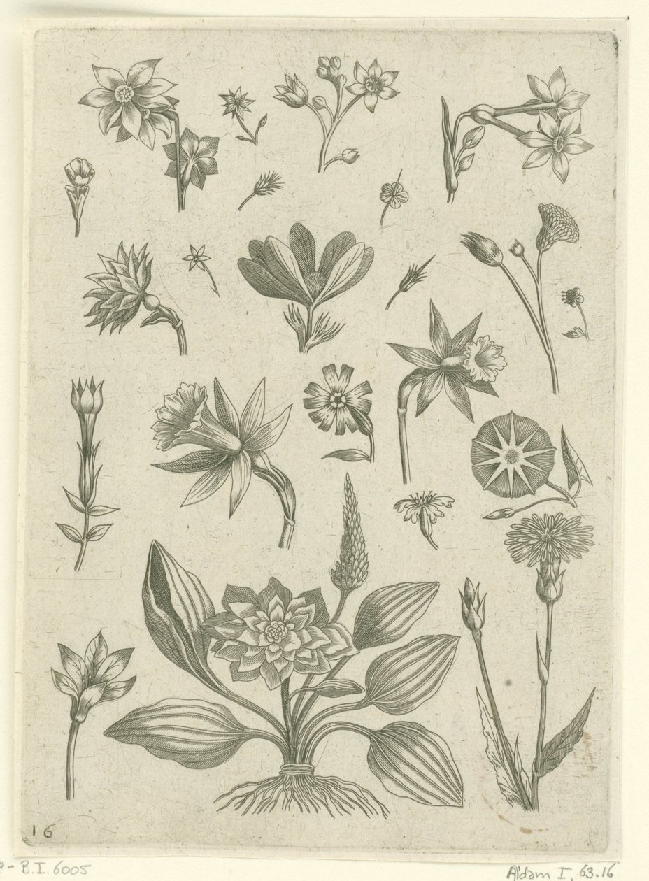 Różne kwiaty, w tym żonkile trąbkowe Florilegium (tytuł serii) autorstwa Adriaen Collaert