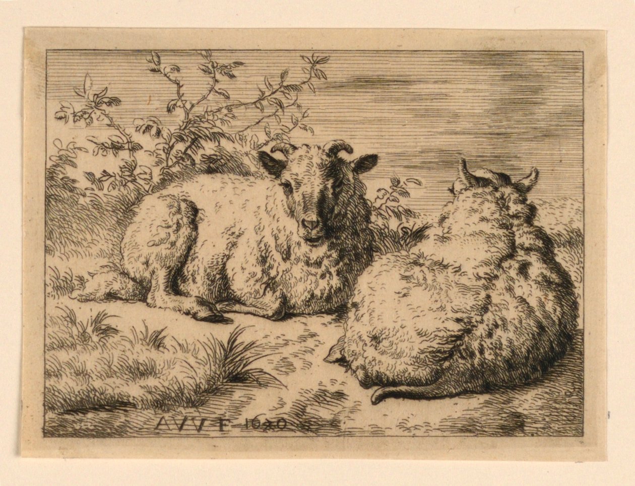 Dwie owce autorstwa Adrian van de Velde