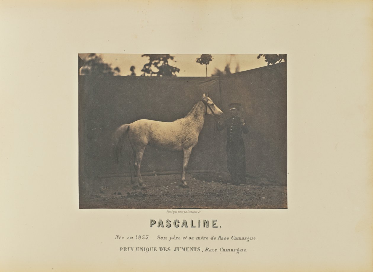 Pascaline autorstwa Adrien Alban Tournachon