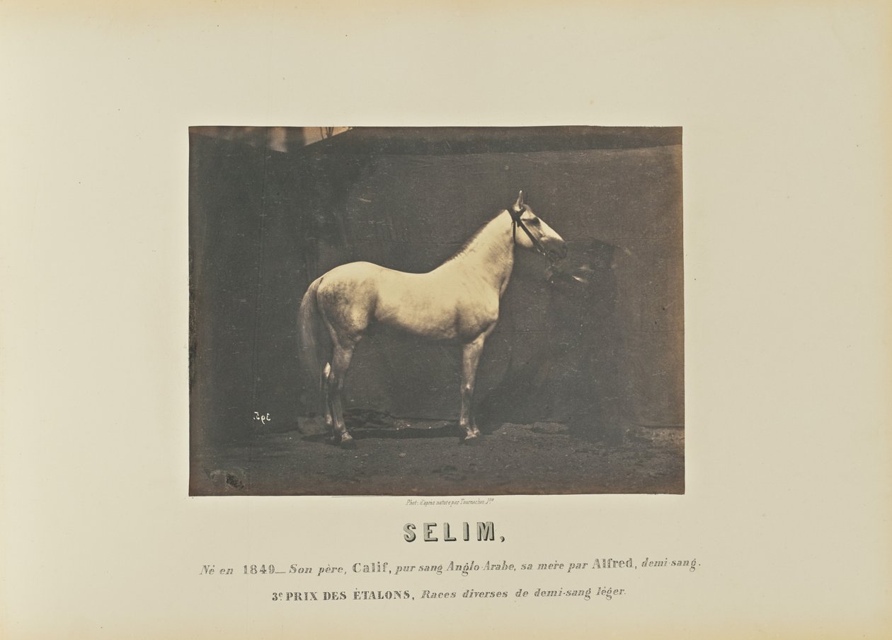 Selim autorstwa Adrien Alban Tournachon