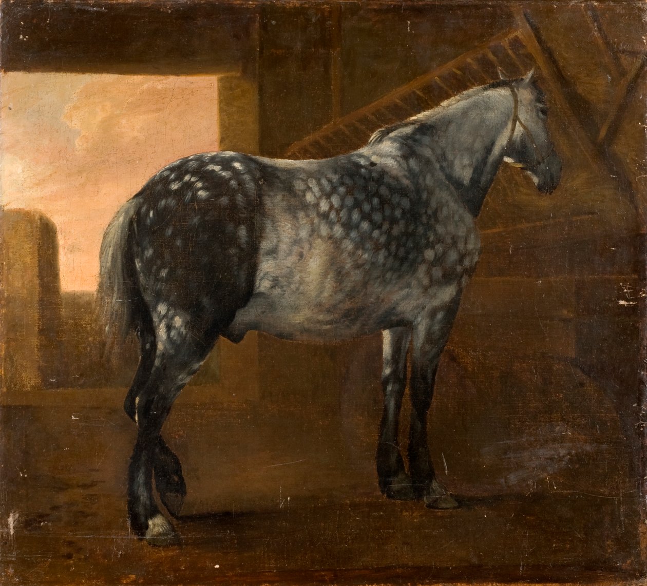 Jasnoszary koń autorstwa Aelbert Cuyp