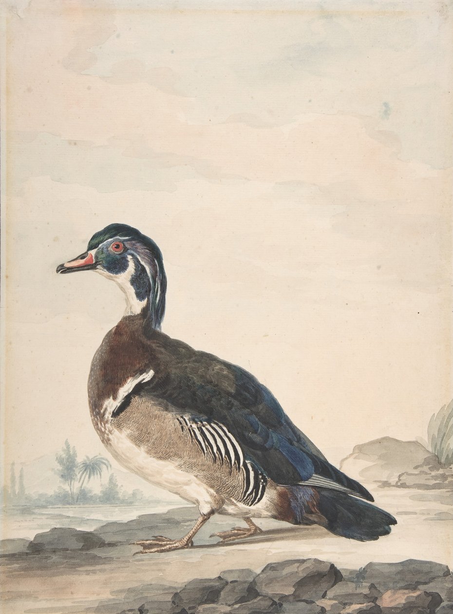 Kaczka, 1725-92. autorstwa Aert Schouman