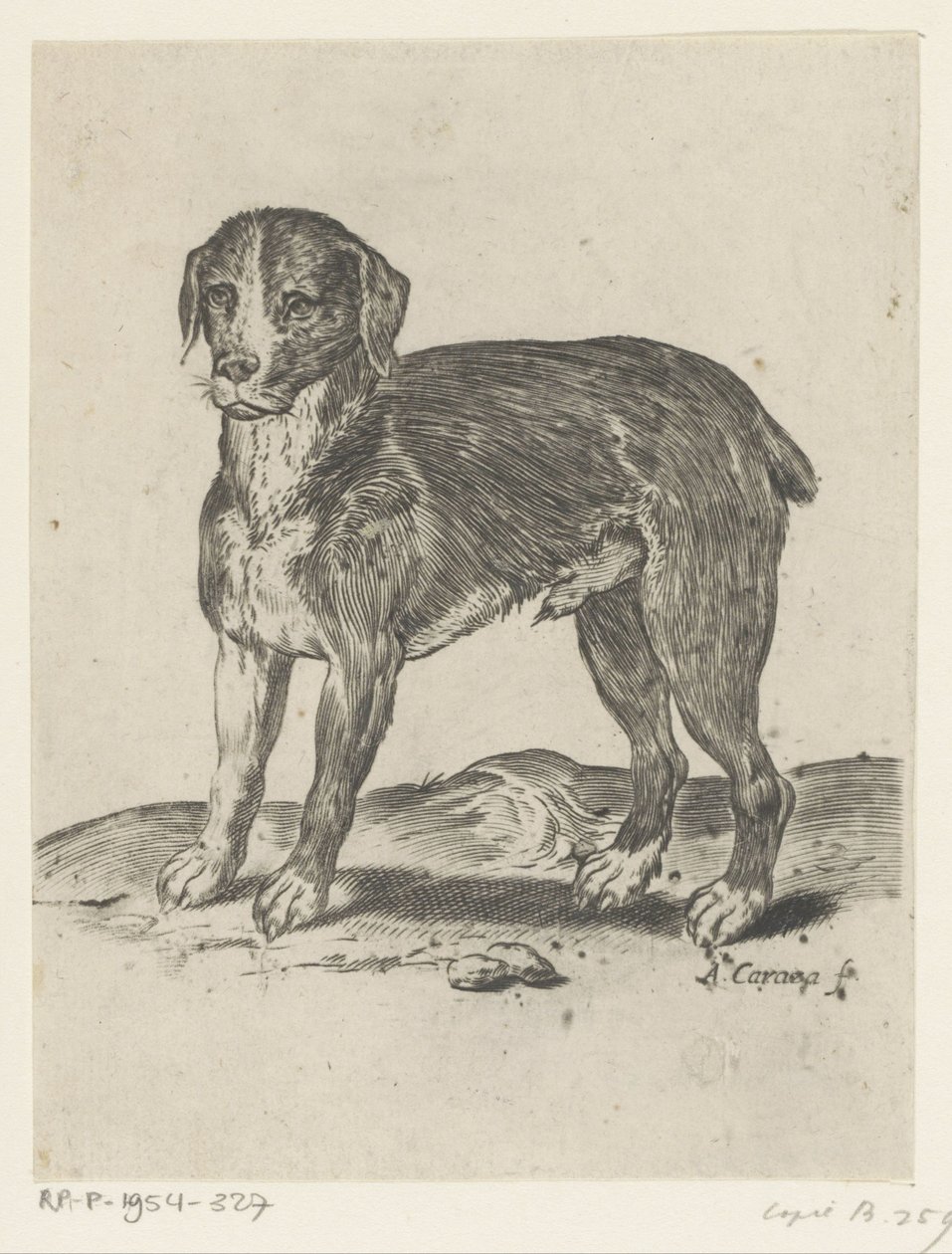 stojący pies autorstwa Agostino Carracci