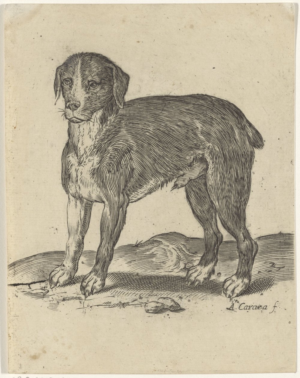 stojący pies autorstwa Agostino Carracci