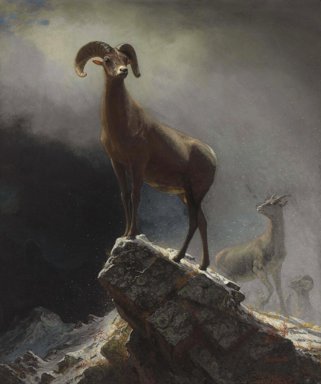 Owca Gór Skalistych lub Big Horn, Ovis, Montana autorstwa Albert Bierstadt